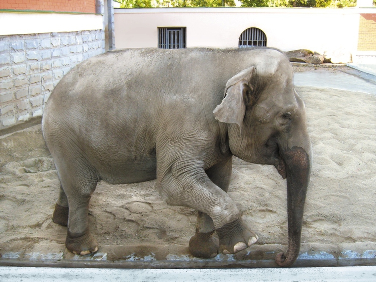 Азиатский слон Даша