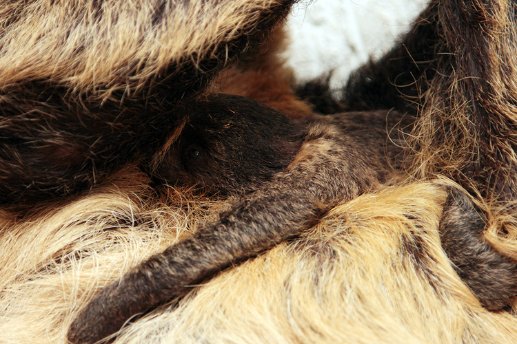 Детеныш ленивца на брюхе у мамы