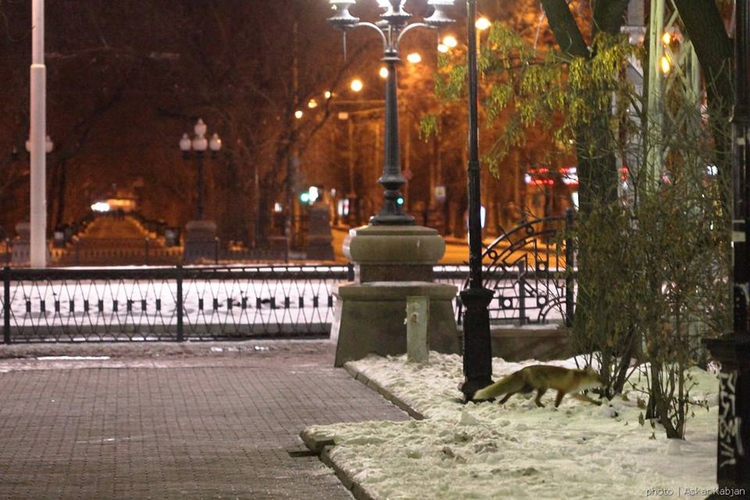 Однако затем ее все-таки спугнул случайный прохожий Однако затем ее все-таки спугнул случайный прохожий