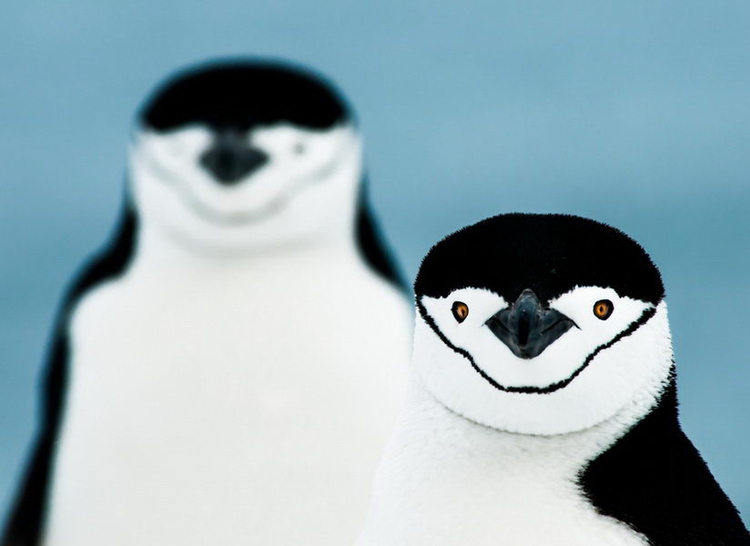 Гюнтер Рихли (Германия) Антарктический пингвин