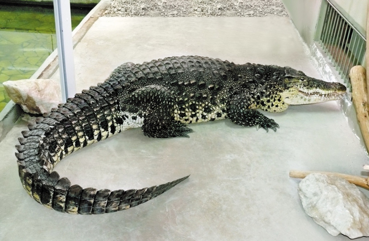Кубинский крокодил Иннокентий