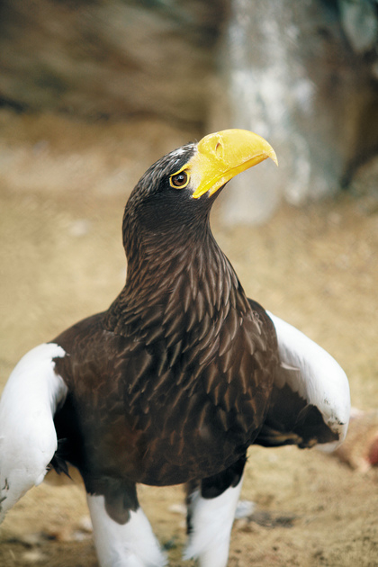 Белоплечий орлан Аврора