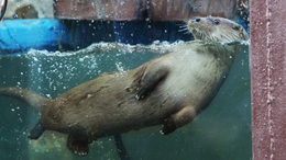 фото: пресс-служба Екатеринбургского зоопарка