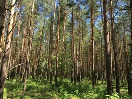 фото: ramzemlya.ru фото: ramzemlya.ru