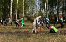 Сотрудники Сбербанка высадили 4000 сибирских елей на территории Среднего Урала Сотрудники Сбербанка высадили 4000 сибирских елей на территории Среднего Урала
