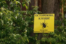 Более 11 тысяч свердловчан стали жертвами укусов клещей