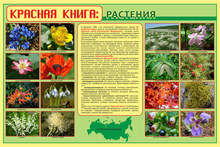 Росприроднадзор сообщил, что Китай активно собирает в России краснокнижные ресурсы