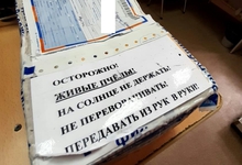 Почта России доставила в Свердловскую область первые «живые посылки» с пчелами