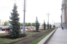 Екатеринбург украсили новыми молодыми елями