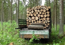В Реже возбуждено уголовное дело о незаконной рубке леса