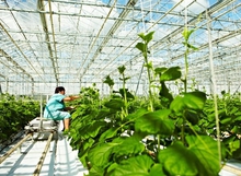 Тепличные хозяйства Урала планируют увеличить выпуск продукции