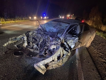 На Среднем Урале зарегистрировано уже 14 ДТП, связанных с наездами на животных