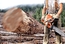Екатеринбуржца осудят за вырубку леса на 11,6 миллионов рублей