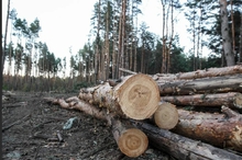В Новоуральске осужден предприниматель за незаконную рубку леса