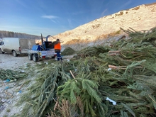 В Свердловской области начали прием ненужных «новогодних» елок на переработку
