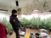 Полиция Нижнего Тагила в одной из квартир выявила плантацию наркорастений
