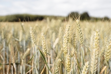 Пшеница в России начала дешеветь