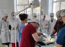  На средства Президентского гранта стерилизовано более 300 домашних животных в Екатеринбурге