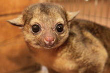 Малыш «медового медведя» кинкажу родился в зоопарке Екатеринбурга Малыш «медового медведя» кинкажу родился в зоопарке Екатеринбурга