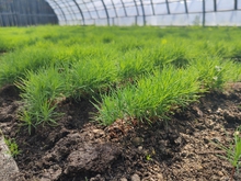 Около 60 тысяч деревьев будет высажено на территориях восьми лесничеств Свердловской области Около 60 тысяч деревьев будет высажено на территориях восьми лесничеств Свердловской области