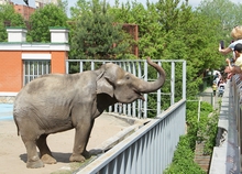 Слониху Дашу из Екатеринбургского зоопарка сегодня поздравят с новосельем