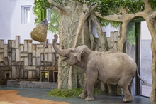 Слониха Даша отпраздновала новоселье в Екатеринбургском зоопарке