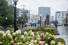 В Екатеринбурге гортензии с площади 1905 года переехали в сквер Попова