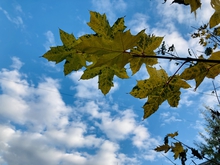 Предстоящая неделя на Среднем Урале будет теплой и сухой