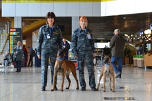 Кинологи Кольцово победили в общероссийских соревнованиях
