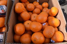 В партии мандаринов из Египта обнаружен карантинный вредитель