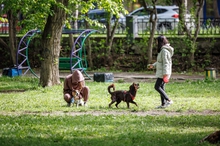 В Екатеринбурге за год построены и отремонтированы четыре площадки для выгула домашних животных