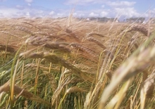 ​​​Свердловская область введет в оборот девять тысяч гектаров сельхозземель