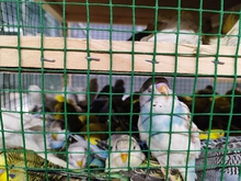В Екатеринбург привезли три сотни попугаев из Киргизии
