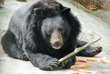 В Екатеринбургском зоопарке выходят из спячки медведи