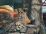В Екатеринбургском зоопарке празднуют день рождения львицы Миры