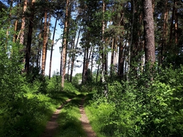 фото: ДИП