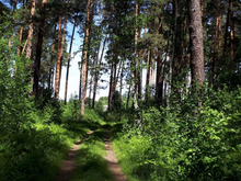 Рекордно низкое число лесных пожаров зафиксировано на Среднем Урале с начала пожароопасного сезона