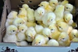 фото: Россельхознадзор по Свердловской области
