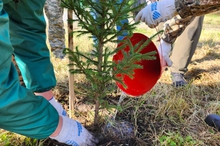 На берегу озера Шарташ в Екатеринбурге собрали 10 кубометров мусора и заложили «Лес Победы»