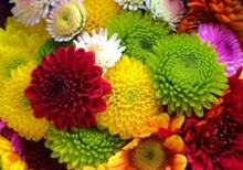 Россельхознадзор предотвратил ввоз в Свердловскую область зараженных трипсом хризантем