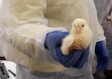 Уральские таможенники выпустили в Таджикистан 345 тысяч цыплят