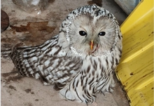 Краснокнижных филинов выпустили в леса Свердловской области