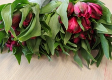 В Екатеринбурге уничтожили партию цветов из-за карантинного вредителя