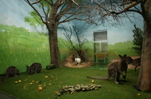 В Екатеринбурге обитатели зоопарка из-за похолодания переехали в теплые вольеры В Екатеринбурге обитатели зоопарка из-за похолодания переехали в теплые вольеры