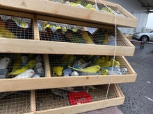 Партия экзотических попугаев прибыла в Екатеринбург