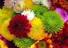 В Свердловскую область ввезено более 150 тысяч голландских хризантем