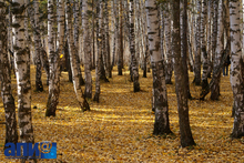 Теплая погода сохранится на Среднем Урале до конца выходных Теплая погода сохранится на Среднем Урале до конца выходных