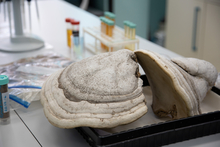 Уральские биологи выявили новые полезные свойства трутовых грибов Уральские биологи выявили новые полезные свойства трутовых грибов