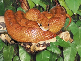 фото: Екатеринбургский зоопарк  фото: Екатеринбургский зоопарк