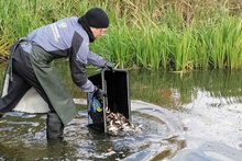 Около 18 тысяч мальков сазана выпустили осенью в водоемы Свердловской области